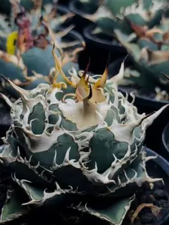 アガベ　チタノタ　まとめ売り 2025年最新】アガベ・チタノタの人気アイテム - メルカリ