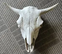 る*る様 頭骨　角付き 動物の頭蓋骨 頭部 骨格標本 置物 カウスカル オブジェ る*る様 頭骨 角付き 動物の頭蓋骨 頭部 骨格標本 置物 カウスカル