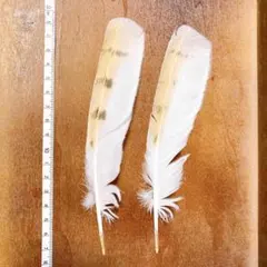 Item thumbnail for item e383f281-0fba-4d32-a04c-7649793ff291