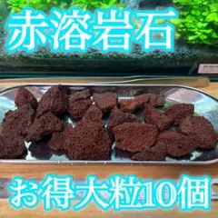 2026年最新】ブセファランドラ セットの人気アイテム - メルカリ