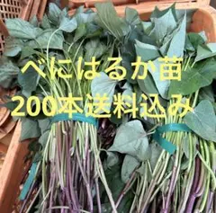 千葉県産べにはるか苗400本送料込み 千葉県産べにはるか苗200本送料込み - メルカリ
