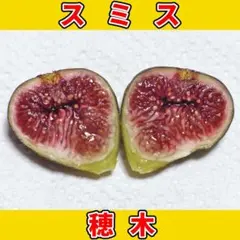 NPHEART❤️CHANNEL様 リクエスト 2点 まとめ商品