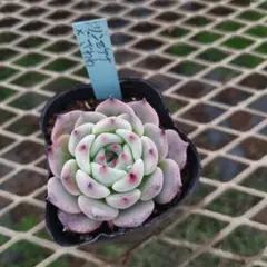 2026年最新】おらいさん苗 青札の人気アイテム - メルカリ