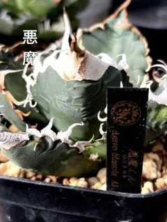 Agave Titanota Ivory W.A. 子株 kinさん血統 - メルカリ