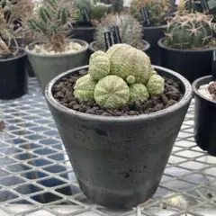 ぬぬぬ　シンメトリカ Amazon｜多肉植物：ユーフォルビア 子吹きシンメトリカ*｜観葉