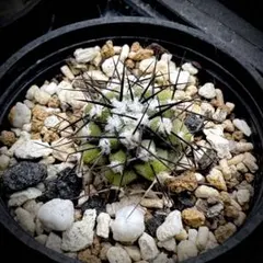 2026年最新】コピアポアの人気アイテム - メルカリ