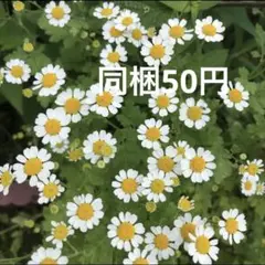 .*Klein*.⚘クレイン様 リクエスト 3点 まとめ商品