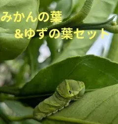 みかんの葉 ゆずの葉 セット 昆虫飼育用のサムネイル