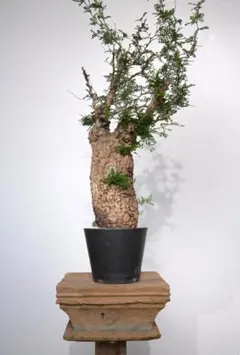 2025年最新】パキプス 現地球の人気アイテム - メルカリ