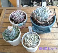 錦4苗セット【鉢付き】