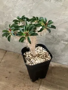 国内実生株　ユーフォルビア　ギラウミニアナ　塊根植物のサムネイル