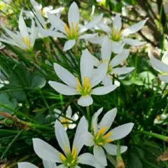 ゼフィランサス　たますだれ　球根　純白 グランドカバー　ガーデニング　寄せ植えのサムネイル