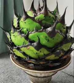 2026年最新】アガベの人気アイテム - メルカリ