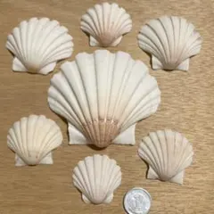 貝殻・シェル　イタヤガイ