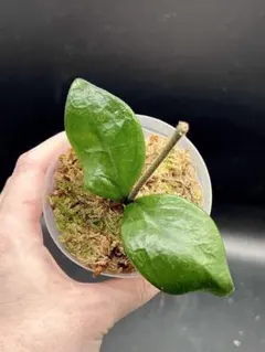 激レア　ホヤ　カルノーサ　アモーレ　ラスト株のサムネイル