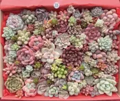 【205】多肉植物 カット苗 詰め合わせ 寄せ植えセット