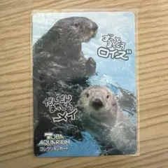 鳥羽水族館 コレクションカード ラッコ「ロイズ」「メイ」 - メルカリ