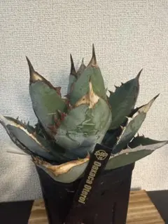 アガベ オアハカ オテロイ 現地球 - メルカリ