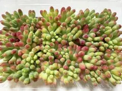 多肉植物カット苗乙女心