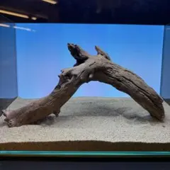HX-178 流木 マシンガンウッド ホーンウッド アクアリウム ブランチ