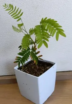 薔薇 キングローズ つるバラ 2025年分 挿し木 根付き・抜き苗 2苗