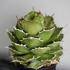 2025年最新】ペルシアンドワーフの人気アイテム - メルカリ