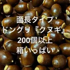 採れたて 面長タイプ ドングリ【クヌギ】 220個以上