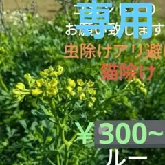 デニーロ様専用❇️ルー・ヘンルーダ❇️選おまけ付❇️アゲハの食草❇️バーゲン