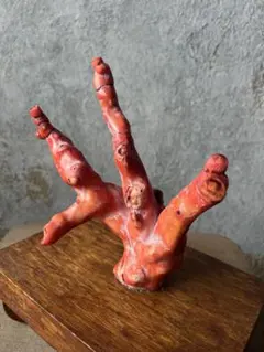 2025年最新】山珊瑚の人気アイテム - メルカリ