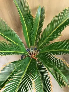 2025年最新】金環ソテツの人気アイテム - メルカリ