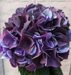 輸入アジサイ6セット 紫陽花 おまけ付き（水曜日発送予定） - メルカリ