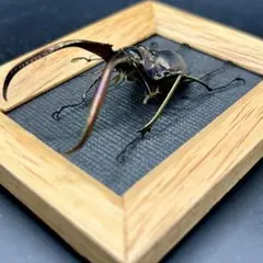 ナンベイオオタガメ 102mm(頭部〜羽先) 昆虫標本 タガメ 水生昆虫 標本