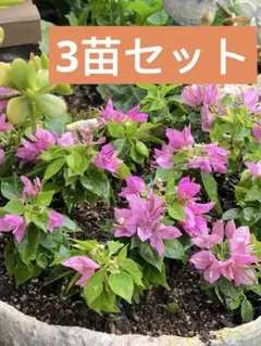 キラ⭐️様 リクエスト 2点 まとめ商品