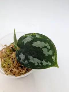 Hoya carnosa Madara′green edge′ 希少品 - メルカリ