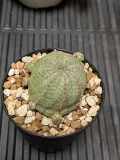 2026年最新】ユーフォルビア オベサ 子吹きの人気アイテム - メルカリ