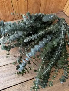 tomoko様 リクエスト 3点 まとめ商品