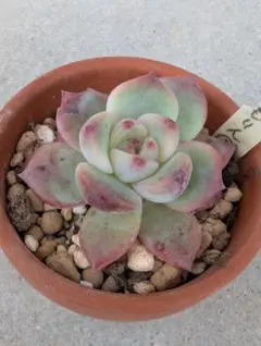 2025年最新】おらいさん苗の人気アイテム - メルカリ