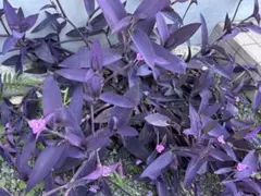 2025年最新】ムラサキゴテンの人気アイテム - メルカリ