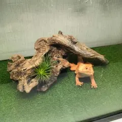 Item thumbnail for item f813cc7c-c0f9-4c85-9f7d-5d79468bbe1e