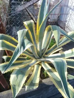 2025年最新】アガベアメリカーナの人気アイテム - メルカリ