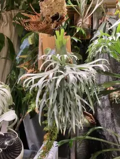 ビカクシダ P.Willinckii Jade Girl spore 子株のサムネイル