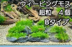 ミクロソリウム本ナロー大株、ウィーピングモス、ニューラージパールグラス活着流木 Amazon.co.jp: ウィーピングモス（玄武岩活着タイプ）◇ライト