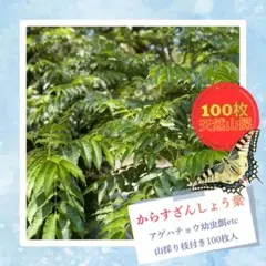 [제비꼬리 유충용] 이시카와산 가지를 듬뿍 사용한 100장 이상의 잎