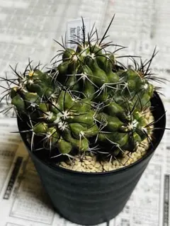 2025年最新】コピアポア 種の人気アイテム - メルカリ