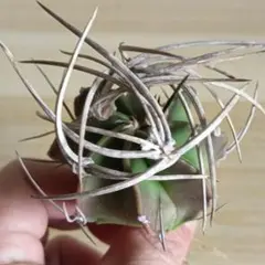 2026年最新】アストロフィツム 大鳳玉の人気アイテム - メルカリ