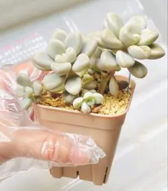 るるもなママ様 リクエスト 2点 まとめ商品