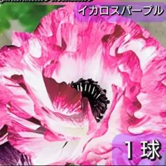 紅咲❀プロフィールご一読願います様 リクエスト 5点 まとめ商品