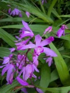 初めての方にも、安心価格! 夏の花 クルクマ シャローム 生きている