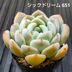 シックドリーム 651 エケベリア 多肉植物 抜き苗