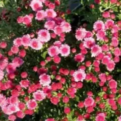 ざる菊　ピンク　花苗　②のサムネイル